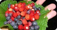 лесные ягоды, в лес за витаминами